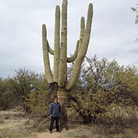 Giant Saguaro.